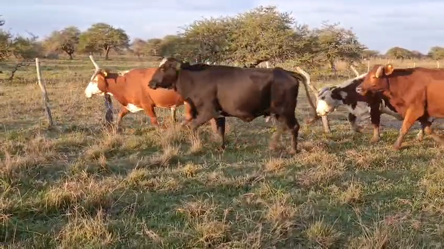 Lote 50 Vacas de invernar