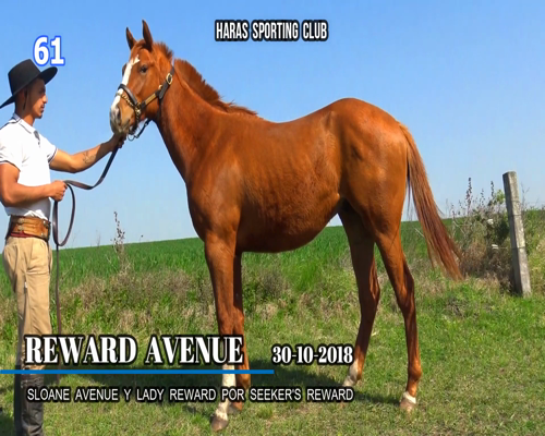 Lote REWARD AVENUE