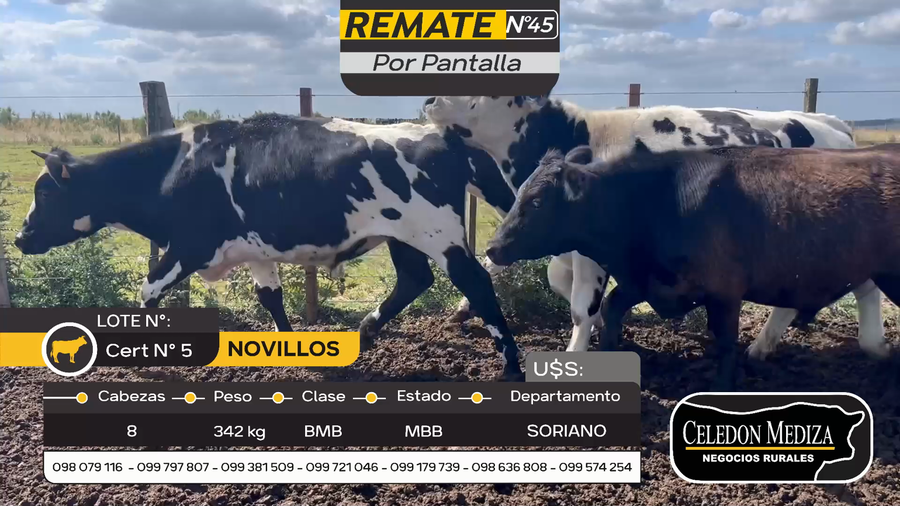 Lote 8 Novillos en Cuchilla del Perdido, Soriano