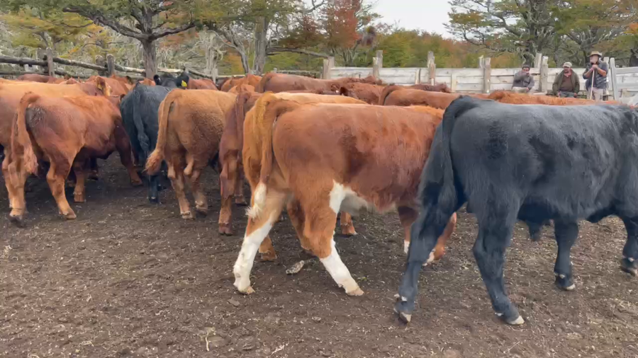 Lote 65 Ternero en Coyhaique, XI Región Aysén