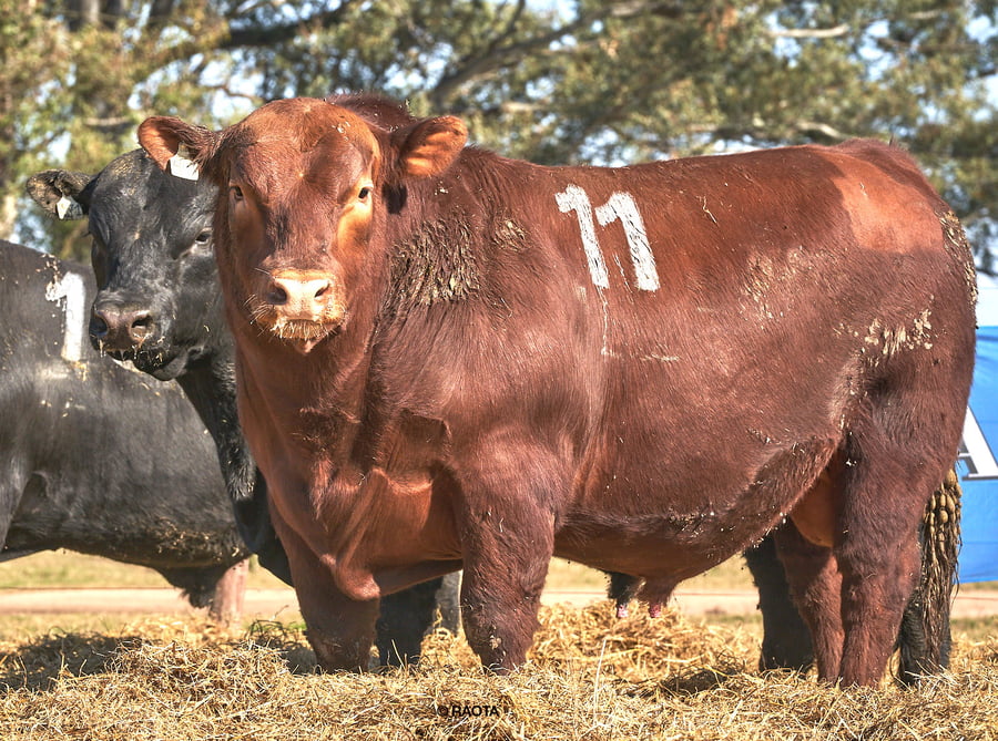 Lote Toros PC Cabaña Tres Molinos