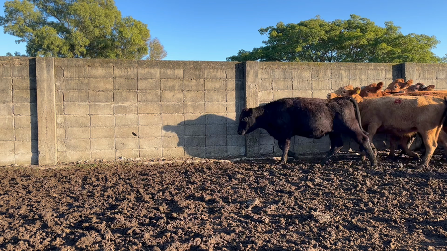 Lote VACA DE INVERNADA