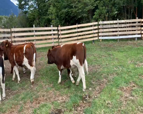 Lote 29 Ternero en Cisnes, XI Región Aysén