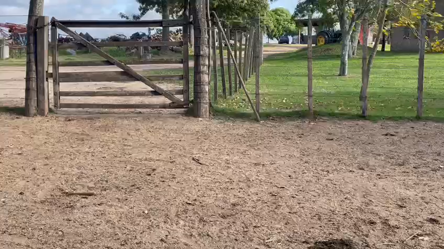 Lote 7 Terneras AA-HER-CRUZA a remate en 4to remate ENTRE MARTILLOS 120kg -  en R 3 KM 132