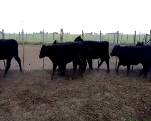 Lote 35 Terneras en Monte, Buenos Aires