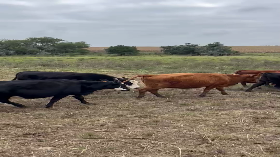 Lote Vacas de Invernada