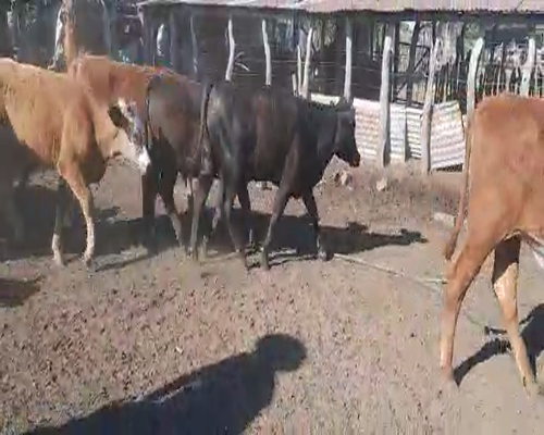 Lote 155 Terneros/as en Perugorría, Corrientes