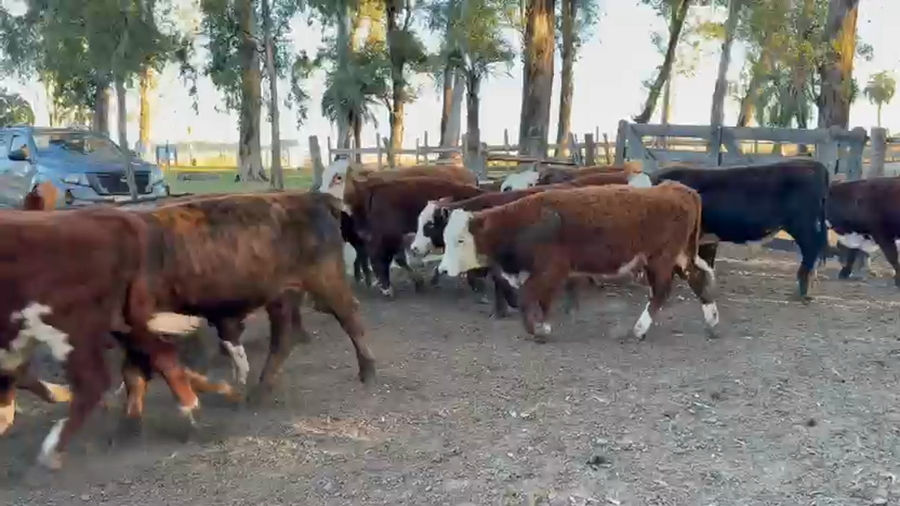 Lote 30 Terneros