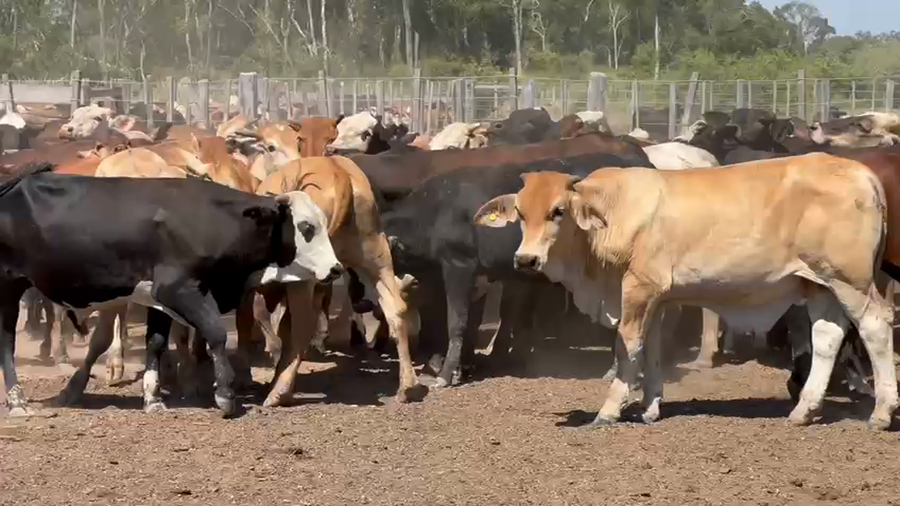 Lote 130 Novillos en Palo Santo, Formosa