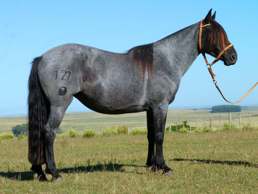 Lote Curandera del Cerro Grande