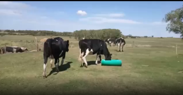 Lote 3 Vaquillonas en San José