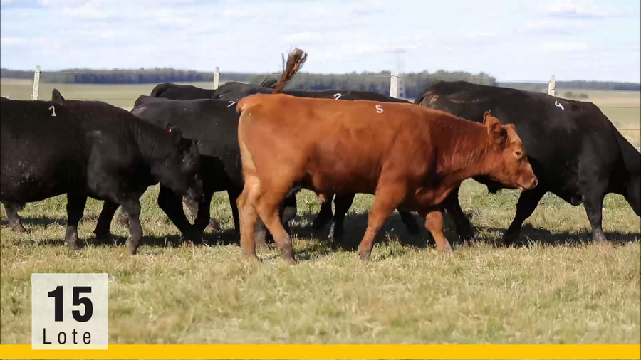 Lote (Vendido)Toros a remate en Subasta Toros de La Competencia, Montevideo