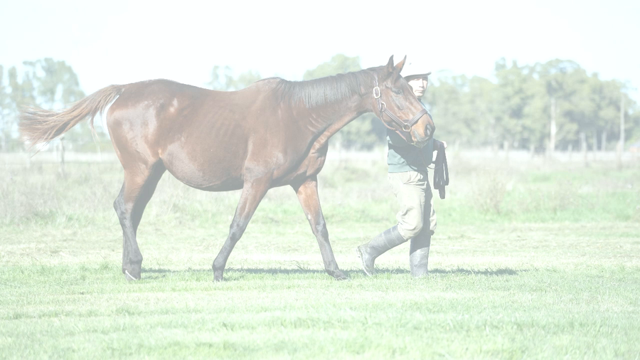 Lote MISS NICE BIJOU (NUMEROUS -  GRAND BIJOU) Preñez por NICODEMUS