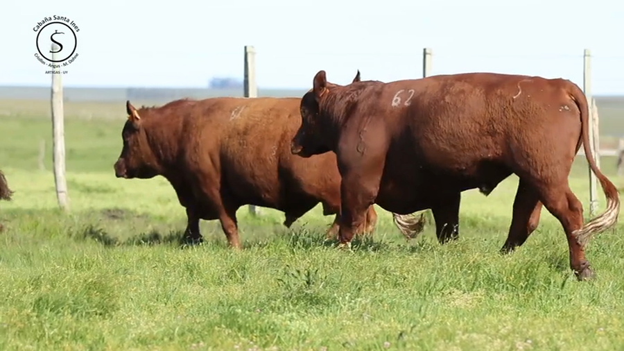 Lote 3 Toros PI / PO / PC a remate en Santa Ines, Artigas