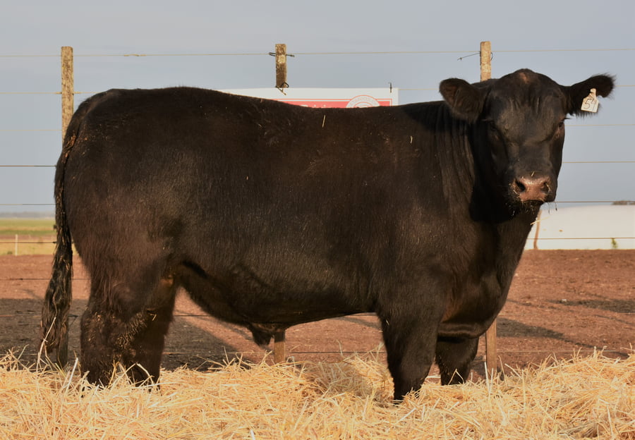 Lote TOROS PC