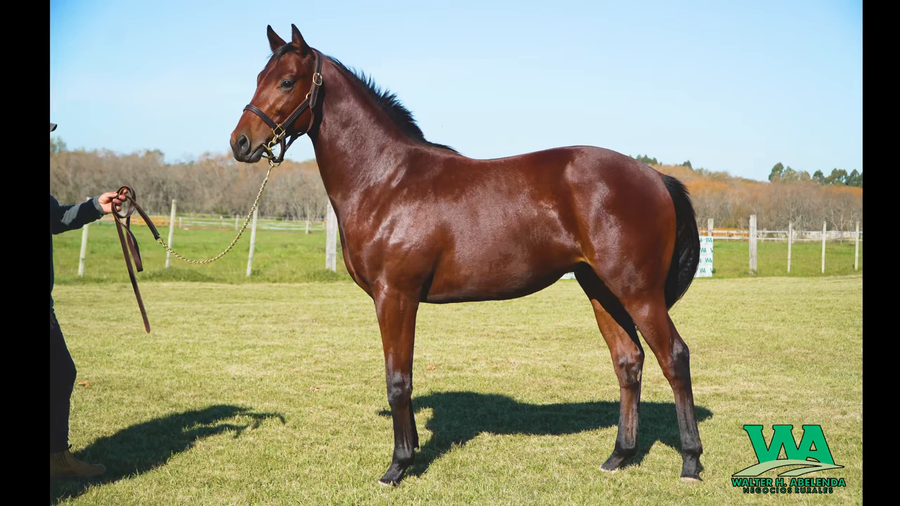 Lote SATONO DUBAI