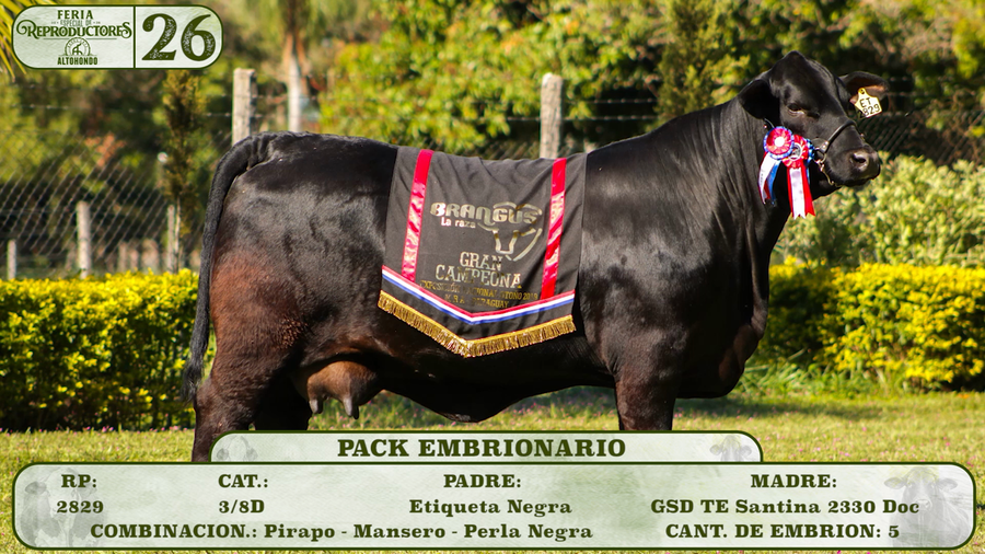 Lote LOTE 26