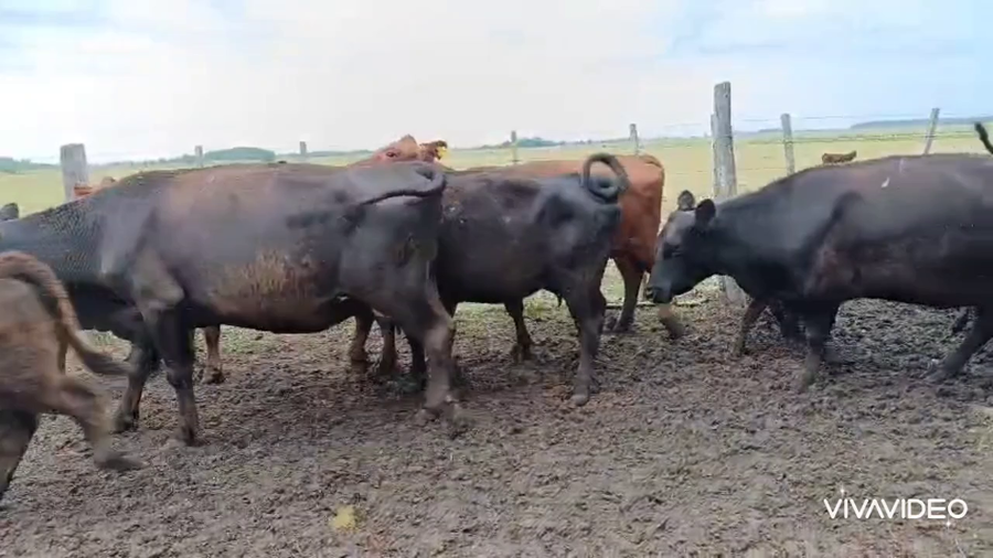 Lote 80 AL CTE (USADAS)