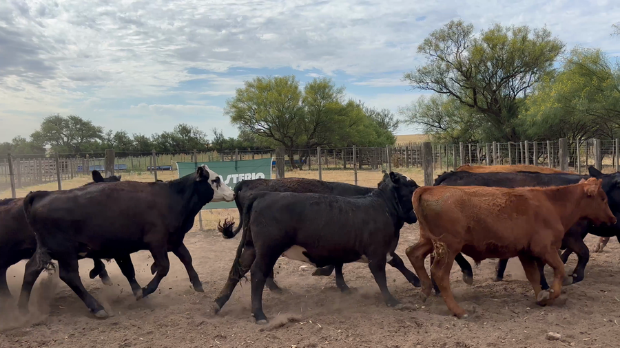 Lote 40 Novillitos y vaquillonas en Darregueira