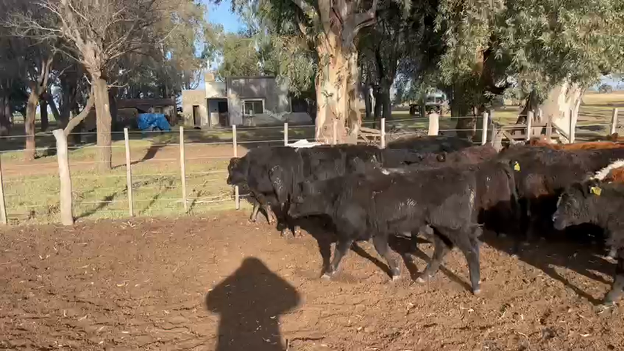 Lote 65 Terneros en Gral. Villegas, Buenos Aires