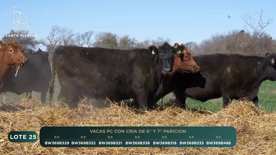 Lote VACAS PC PARIDAS y PREÑADAS