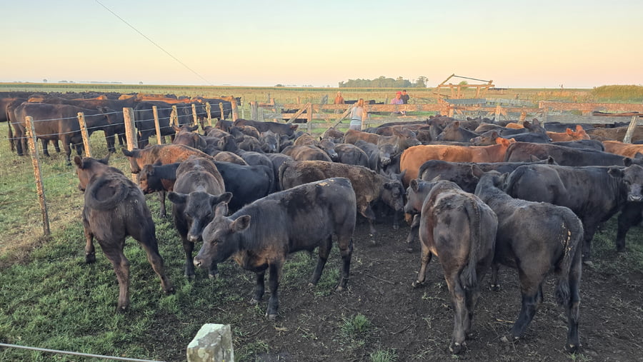 Lote 28 Terneros/as en Lezama