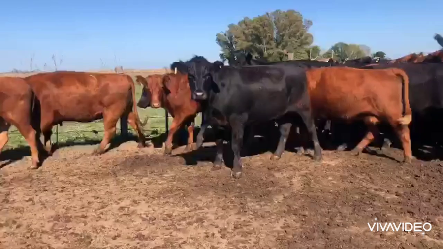 Lote 30 VACA NUEVA C/ gtia de preñez en Mercedes, Buenos Aires