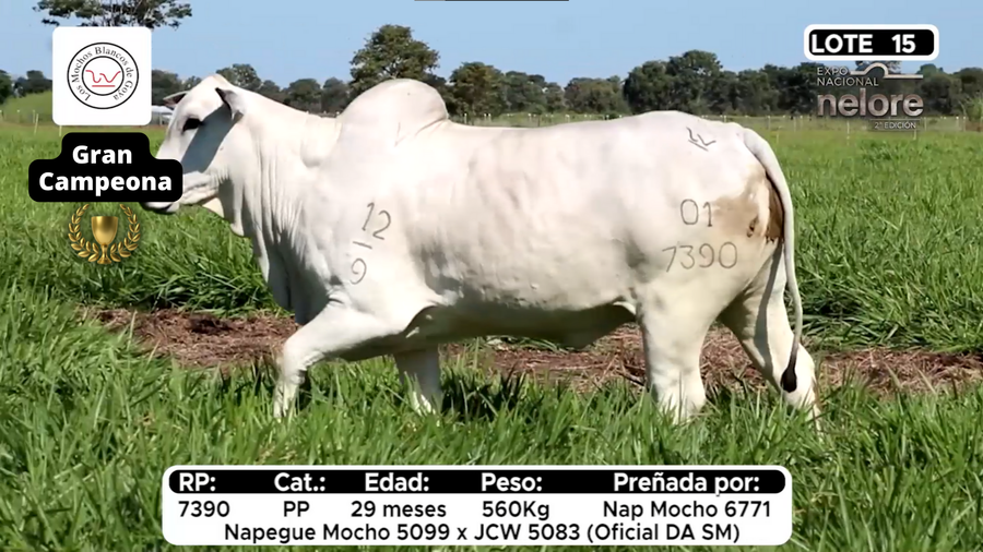 Lote Nacional Nelore Campo - Lote 15