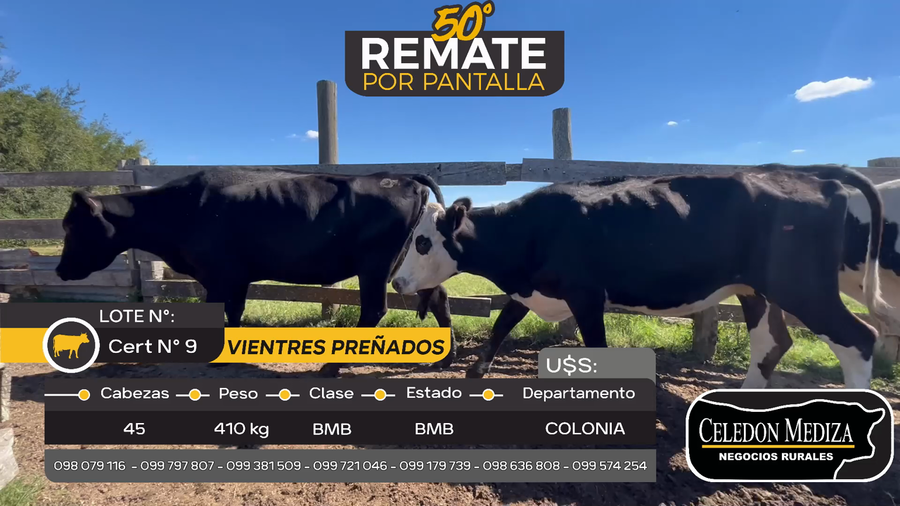 Lote 45 Vientres Preñados en Otra Localidad, Colonia