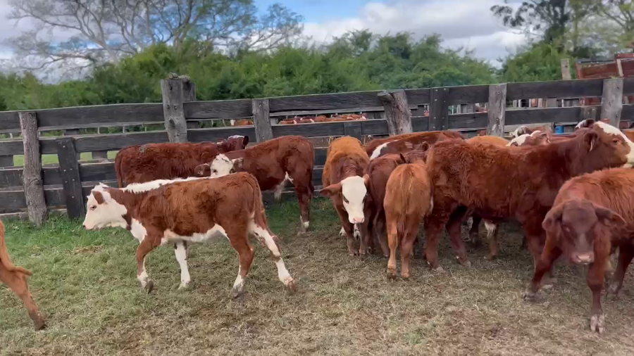 Lote 80 Terneros/as