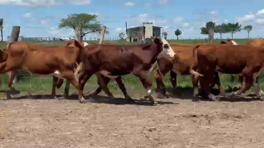 Lote 70 Terneros