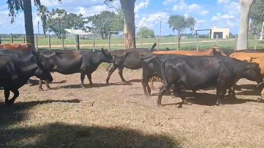 Lote VACAS DE INVERNADA