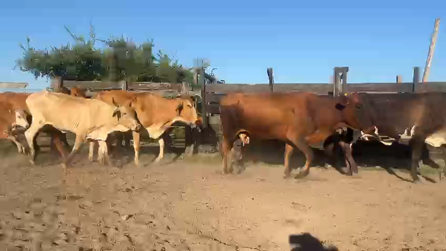 Lote 64 Vacas de cría en Canelones, San Luis