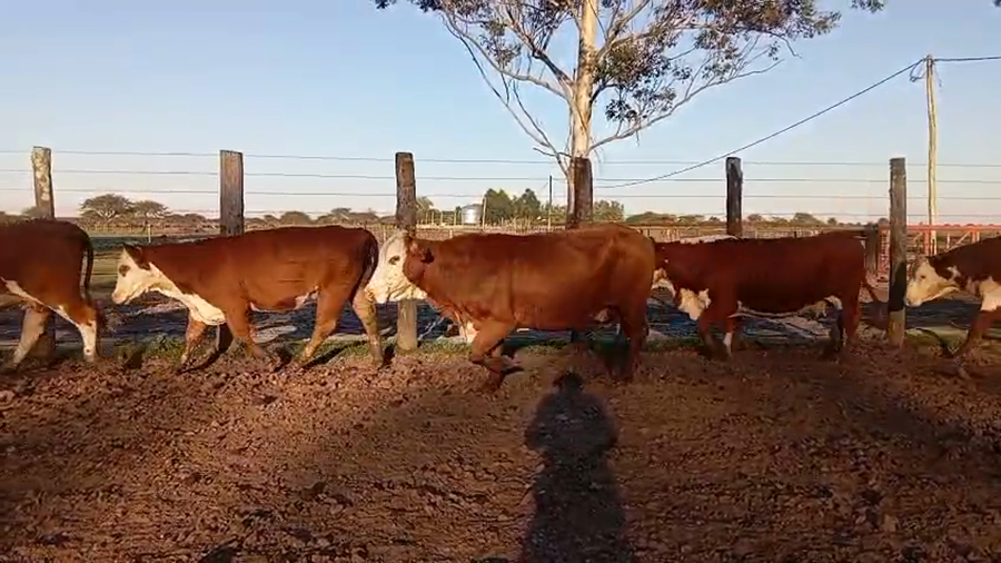 Lote 17 Vacas de invernar