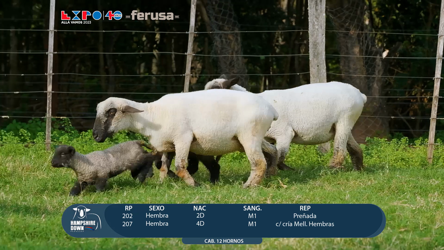 Lote LOTE 44 - CAMPO