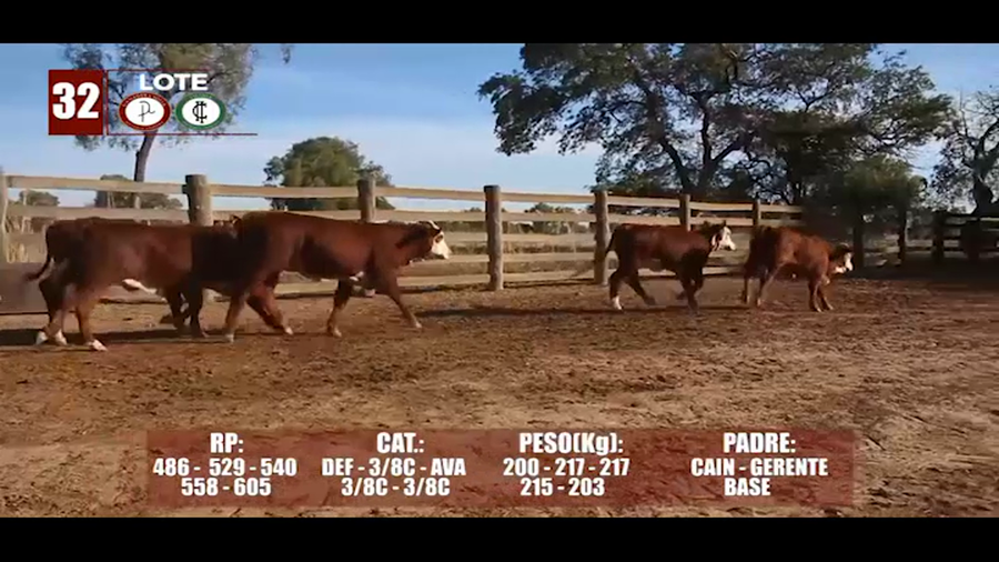Lote Lote 32