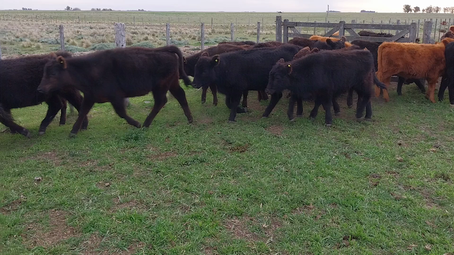 Lote 21 Terneros en arboledas, Buenos Aires