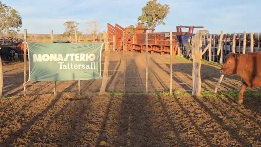 Lote 110 Terneras en Rosario del Tala - ER