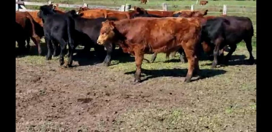 Lote 20 Terneros en Villaguay, Entre Ríos