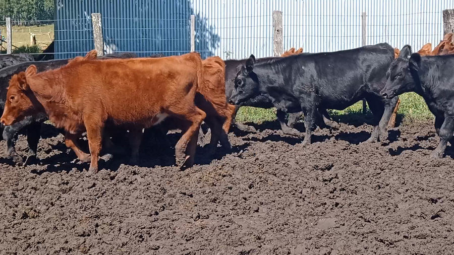Lote 60 Terneros/as en Corrientes, Mocoretá