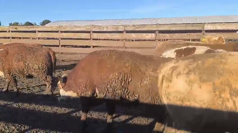 Lote 40 Vaquilla Gorda en Los Ángeles, VIII Región Biobío