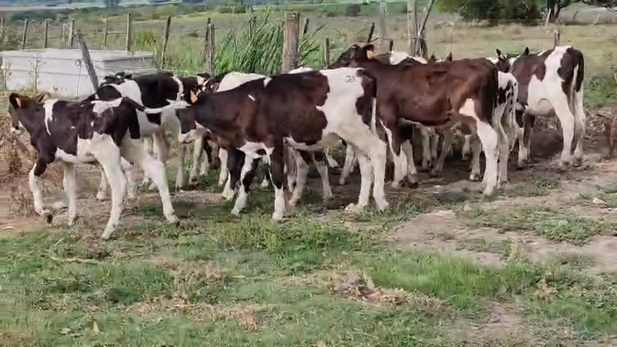 Lote 18 Terneros, San José