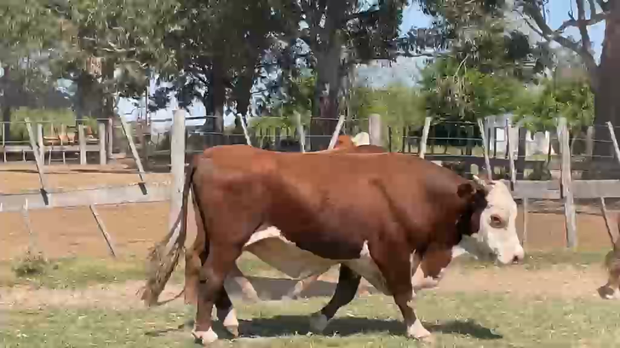 Lote 9 Toros