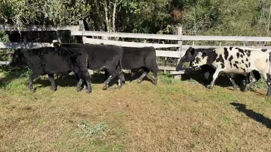 Lote NOVILLOS 1 a 2 AÑOS