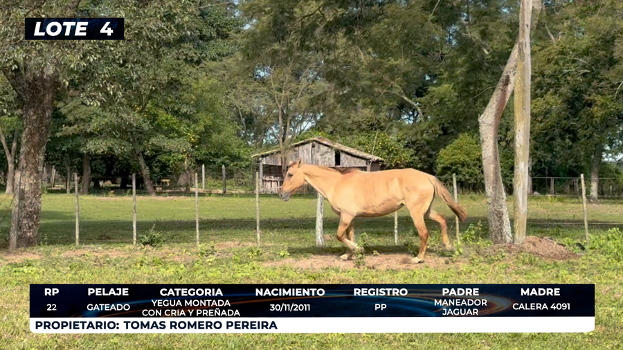 Lote LOTE 4
