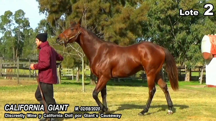 Lote CALIFORNIA GIANT