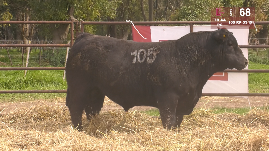 Lote TOROS ANGUS NEGROS  PC