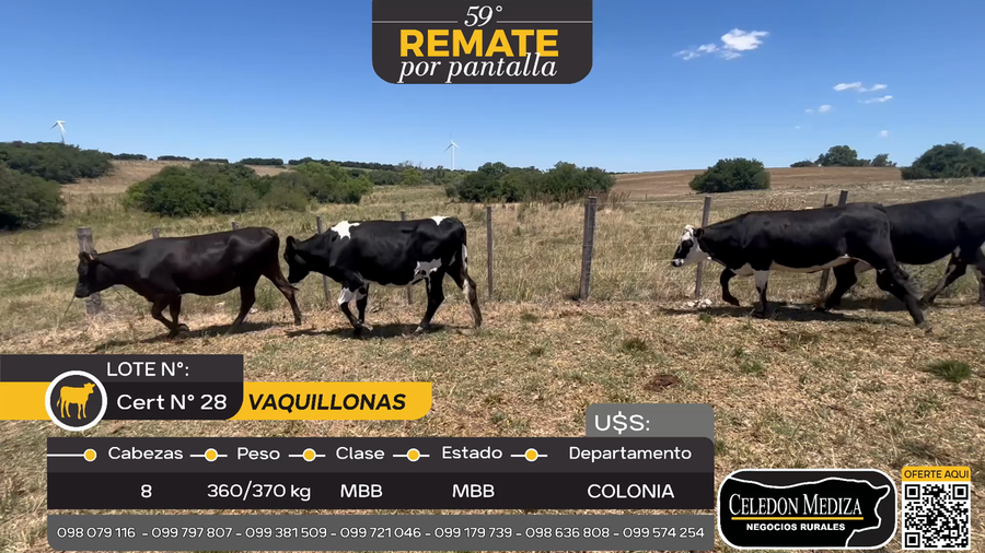 Lote 8 Vaquillonas  en Colonia