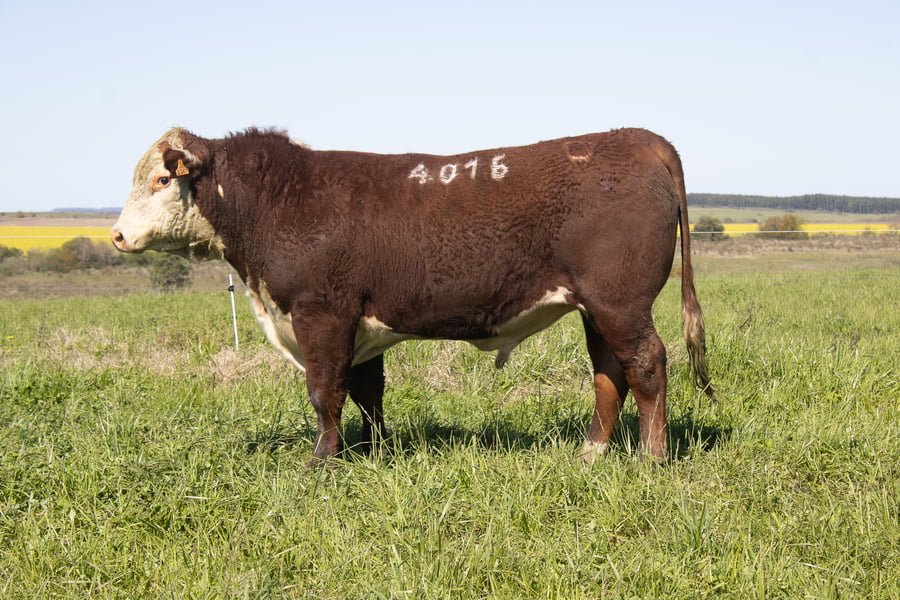 Lote 5