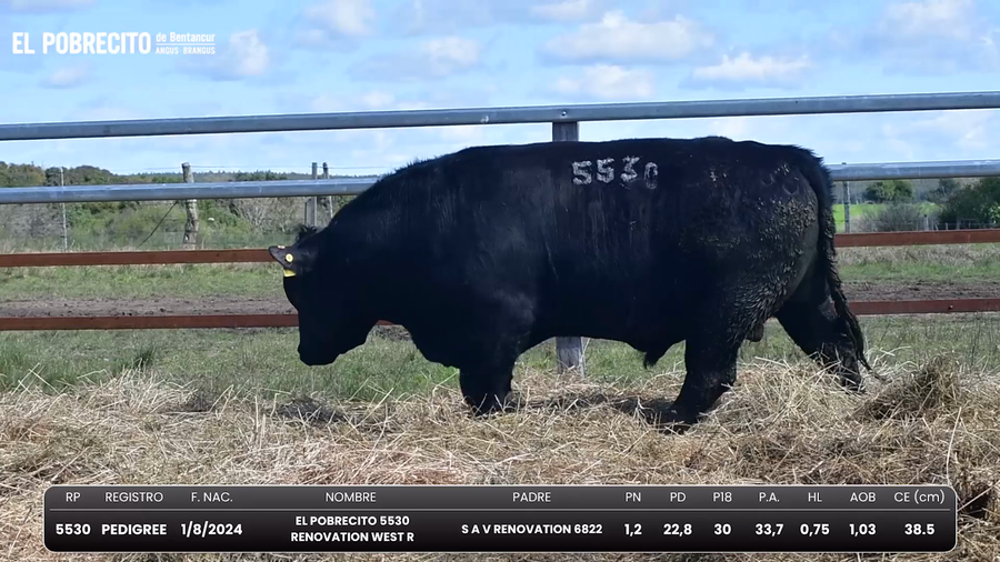Lote Toros Angus